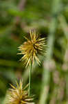 Manyflower flatsedge